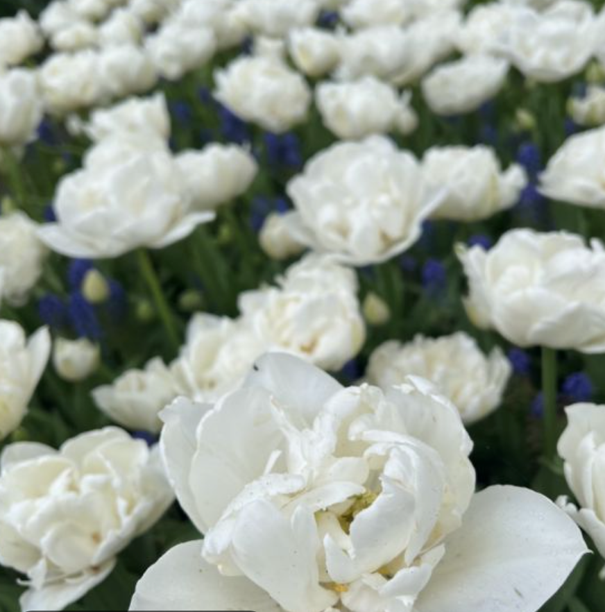 Mount Tacoma Tulip Bulbs – Double Late Tulip