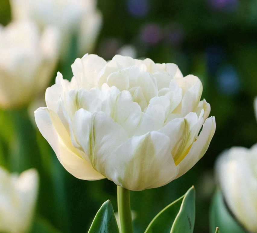 Mount Tacoma Tulip Bulbs – Double Late Tulip
