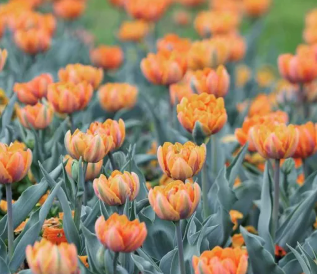 Orange Princess Tulip Bulbs – Fragrant Double Late Tulip