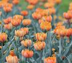 Orange Princess Tulip Bulbs – Fragrant Double Late Tulip