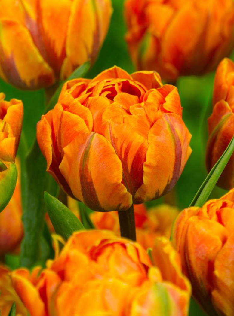 Orange Princess Tulip Bulbs – Fragrant Double Late Tulip