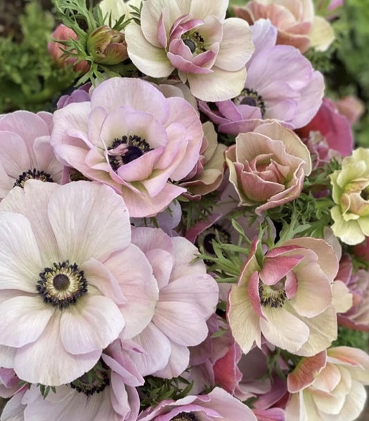 Anemone, Mistral PLUS ‘RARITY’ (Size 4/5), Italian Grown Corms
