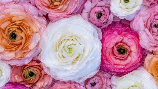 Jumbo size Ranunculus Tecolote 'Pastel Mixture' (Persian Buttercup), size 8+ corms