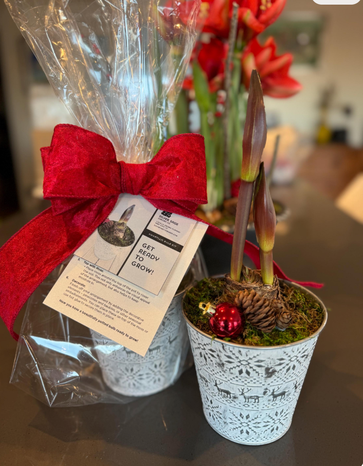 DIY Amaryllis Centerpiece Gift Kit – Peruvian 'Andes Fire' Red Bulb, Nordic Metal Pot, Moss & Pinecones