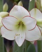 Peruvian Amaryllis Bulb 'Picasso' – White & Red Picotee Christmas Amaryllis, 28/30 cm