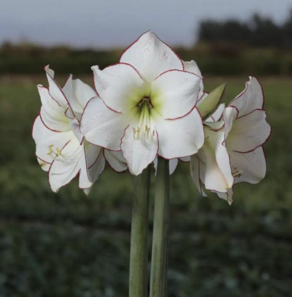 Peruvian Amaryllis Bulb 'Picasso' – White & Red Picotee Christmas Amaryllis, 28/30 cm