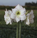 Peruvian Amaryllis Bulb 'Picasso' – White & Red Picotee Christmas Amaryllis, 28/30 cm