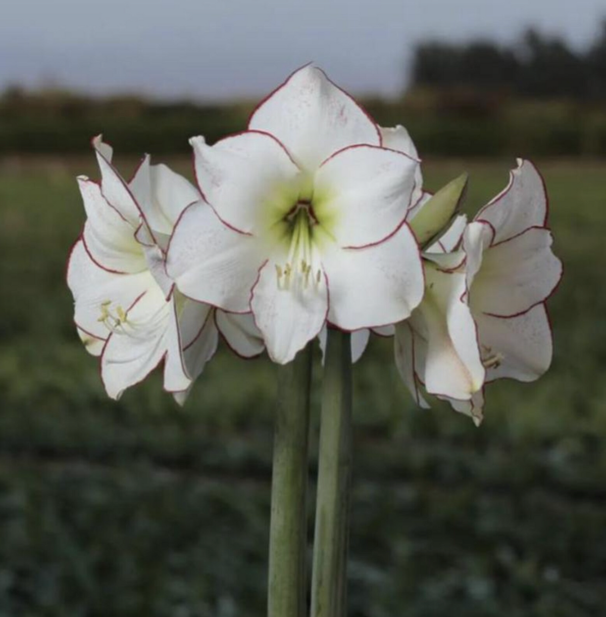 Peruvian Amaryllis Bulb 'Picasso' – White & Red Picotee Christmas Amaryllis, 28/30 cm