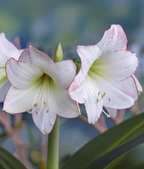 Peruvian Amaryllis Bulb 'Picasso' – White & Red Picotee Christmas Amaryllis, 28/30 cm