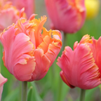 Amazing Parrot Tulip Bulbs – Parrot Tulip