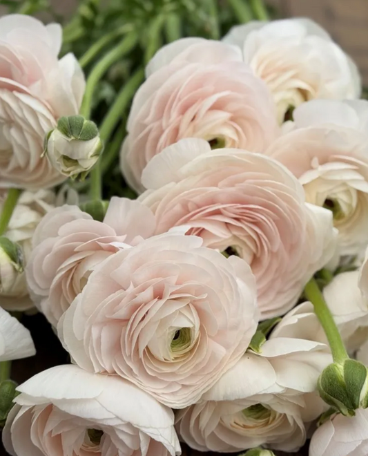 Italian Ranunculus - Success Hanoi, Size 4/5 Corms