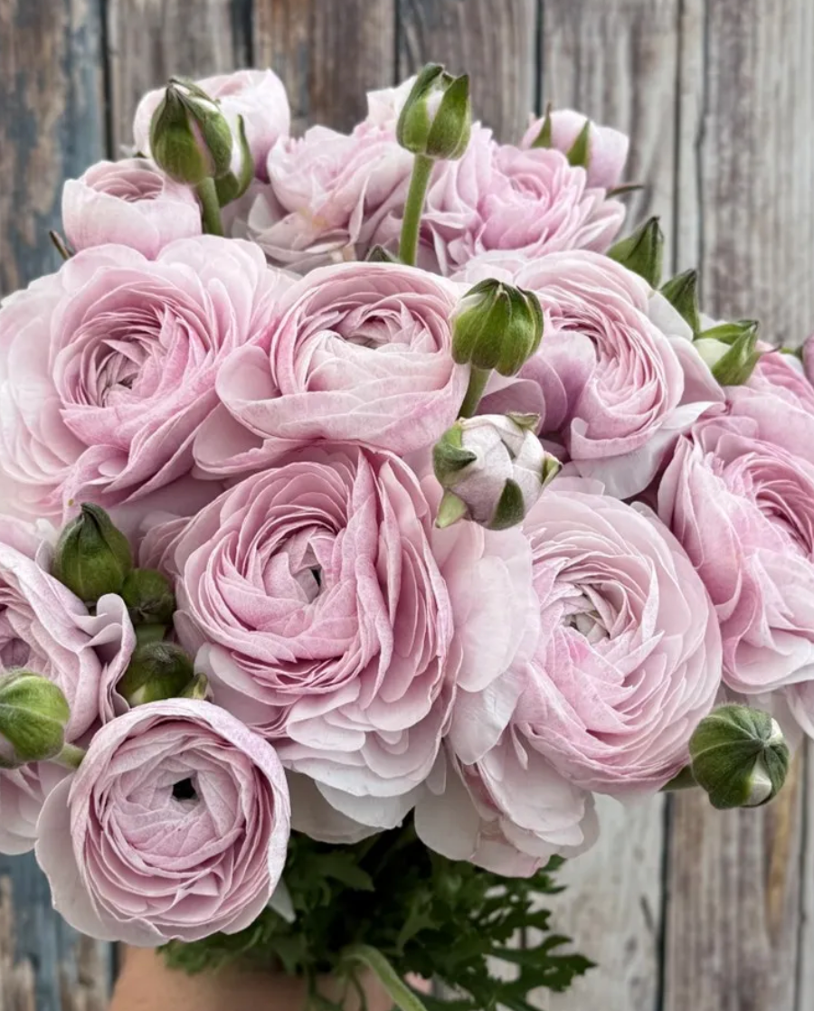 Italian Ranunculus - Success Nebbia, Size 4/5 Corms