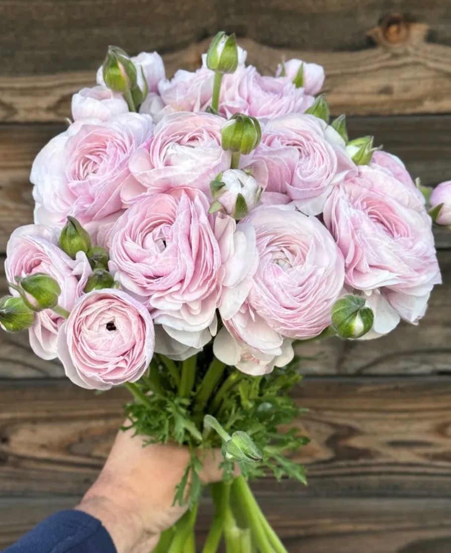 Italian Ranunculus - Success Nebbia, Size 4/5 Corms