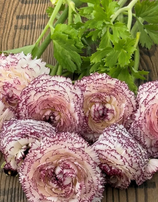 Italian Ranunculus - Elegance Bianco Striato, Size 5/7 Corms