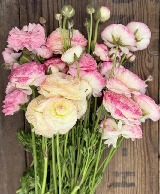 Italian Ranunculus - Elegance Bianco Sfumato, Size 4/5 Corms
