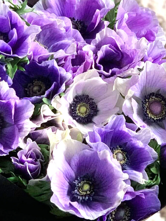 Anemone, Mistral PLUS ‘Azzurro’ (Size 5/7), Italian Grown Corms