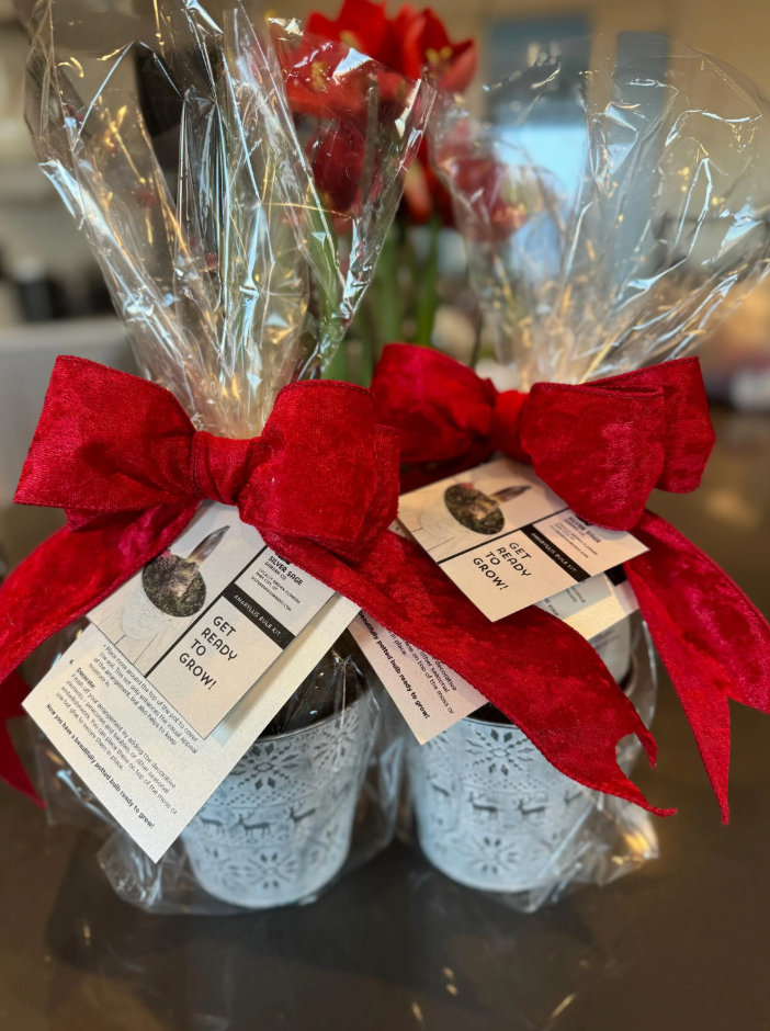 DIY Amaryllis Centerpiece Gift Kit – Peruvian 'Andes Fire' Red Bulb, Nordic Metal Pot, Moss & Pinecones