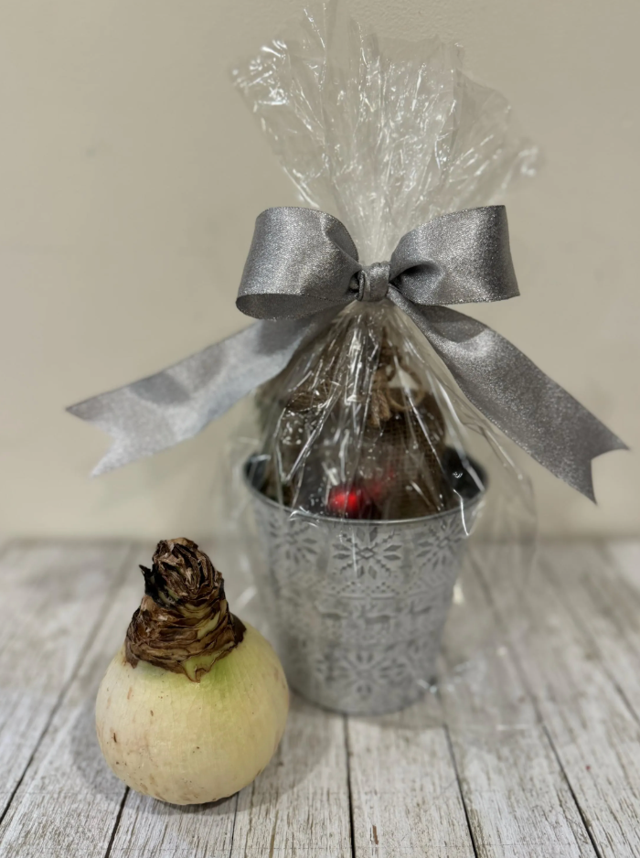 DIY Amaryllis Centerpiece Gift Kit – Peruvian 'Andes Fire' Red Bulb, Nordic Metal Pot, Moss & Pinecones