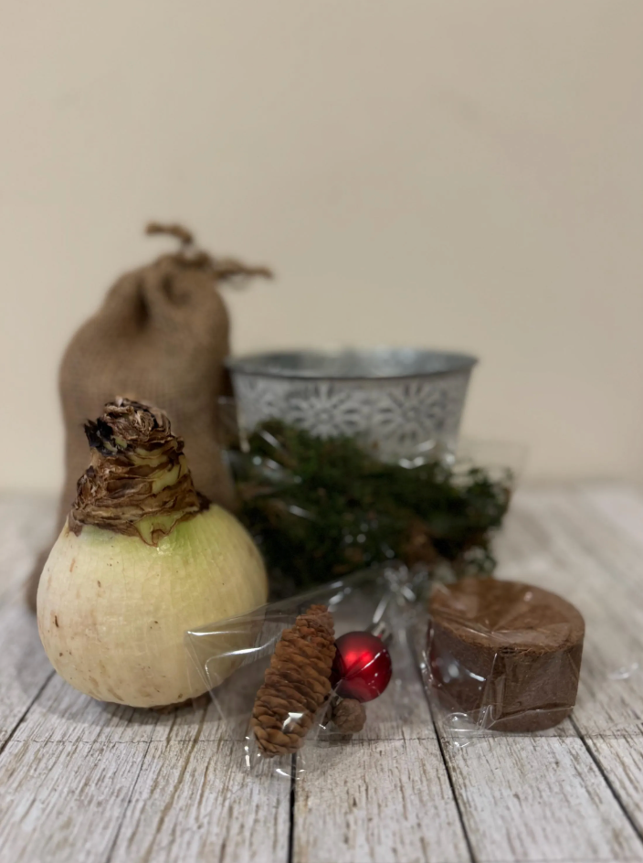DIY Amaryllis Centerpiece Gift Kit – Peruvian 'Andes Fire' Red Bulb, Nordic Metal Pot, Moss & Pinecones
