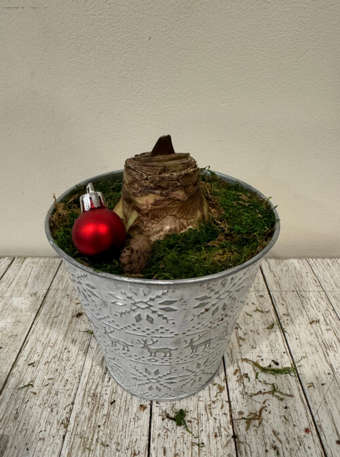 DIY Amaryllis Centerpiece Gift Kit – Peruvian 'Andes Fire' Red Bulb, Nordic Metal Pot, Moss & Pinecones