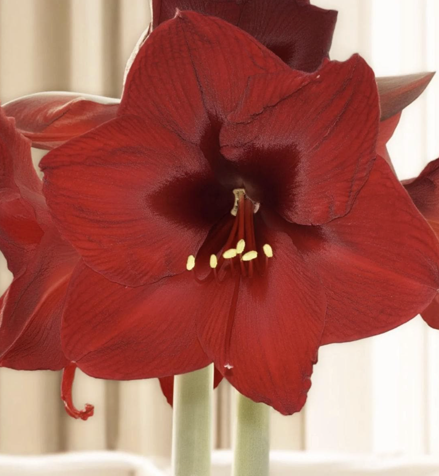 DIY Amaryllis Centerpiece Gift Kit – Peruvian 'Andes Fire' Red Bulb, Nordic Metal Pot, Moss & Pinecones