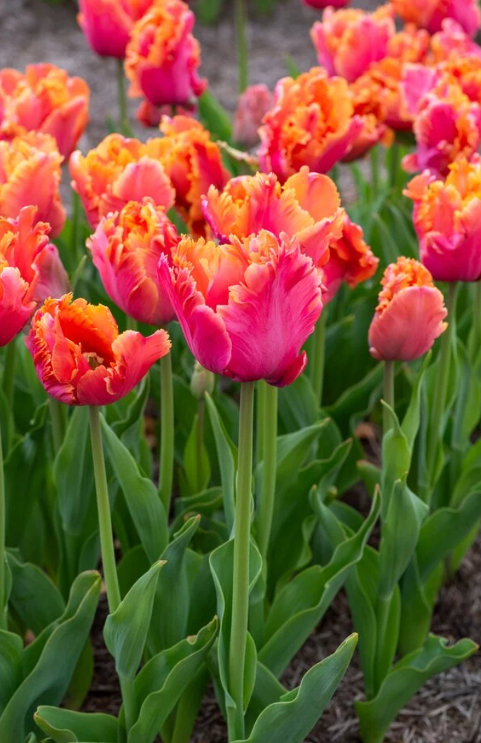 Amazing Parrot Tulip Bulbs – Parrot Tulip