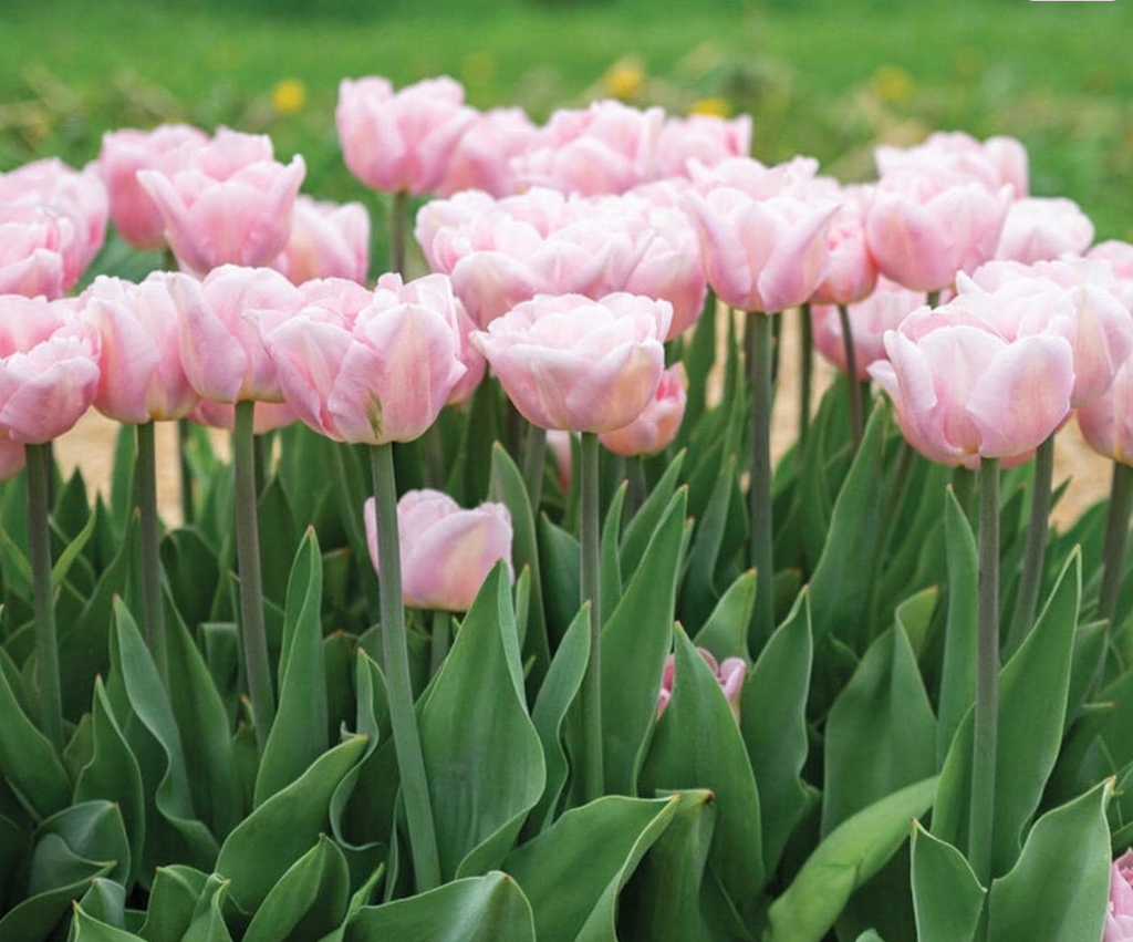 Dreamer Tulip Bulbs – Double Early Tulip