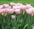 Dreamer Tulip Bulbs – Double Early Tulip