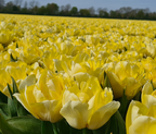 Secret Perfume Tulip Bulbs – Fragrant Double Early Tulip