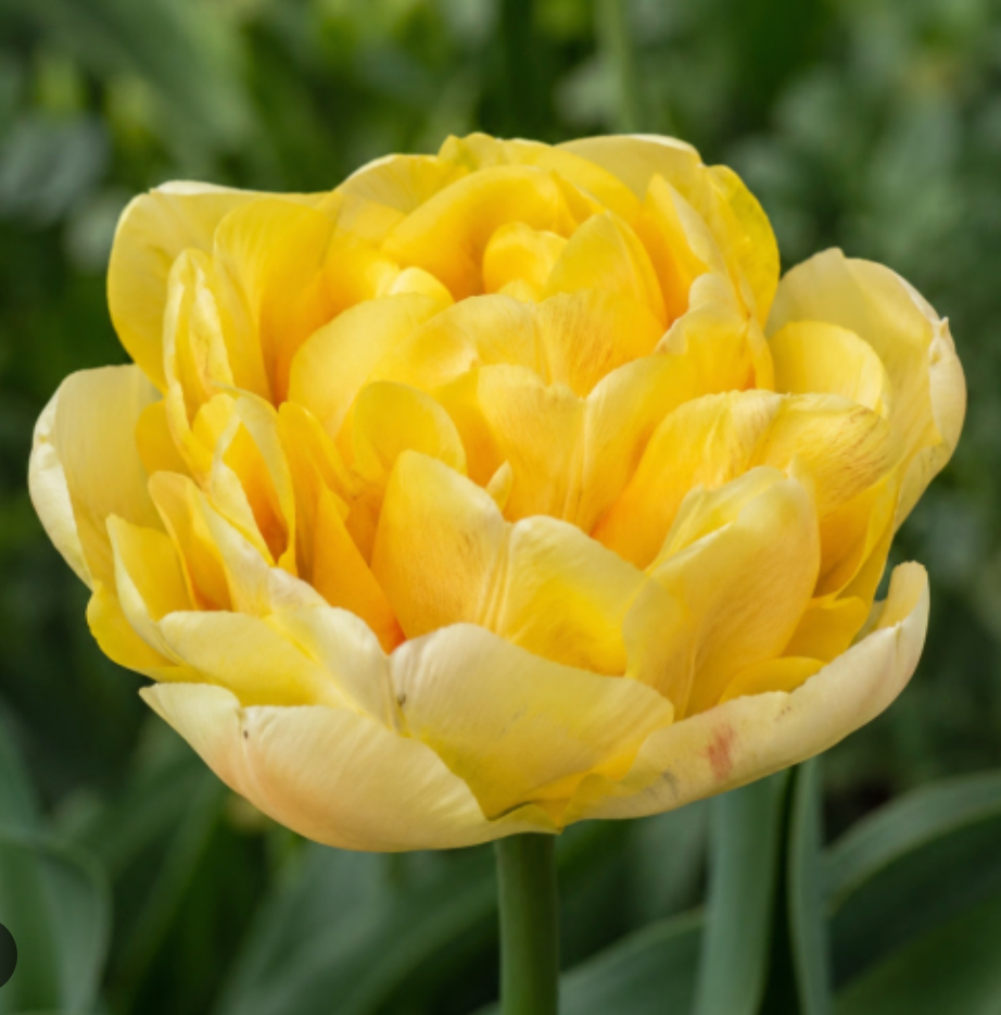 Secret Perfume Tulip Bulbs – Fragrant Double Early Tulip