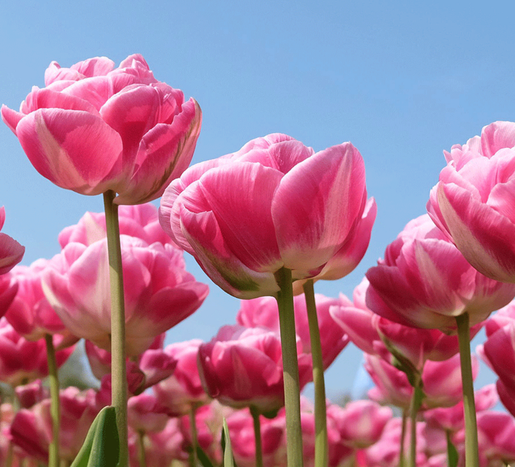 Vogue Tulip Bulbs – Double Late Tulip