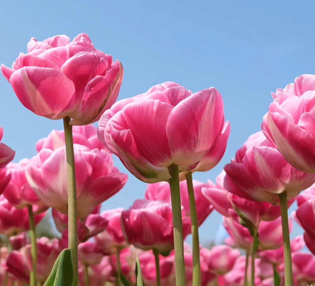 Vogue Tulip Bulbs – Double Late Tulip