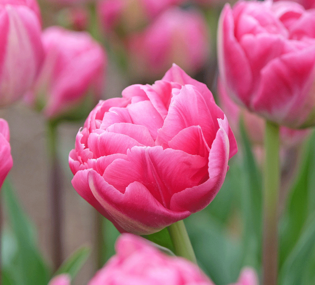 Vogue Tulip Bulbs – Double Late Tulip
