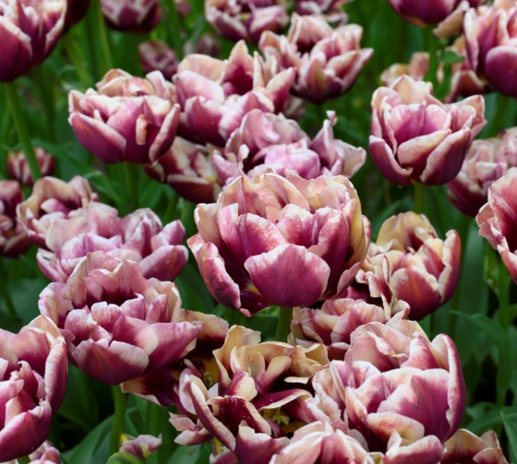 Wyndham Tulip Bulbs – Double Late Tulip