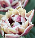 Wyndham Tulip Bulbs – Double Late Tulip