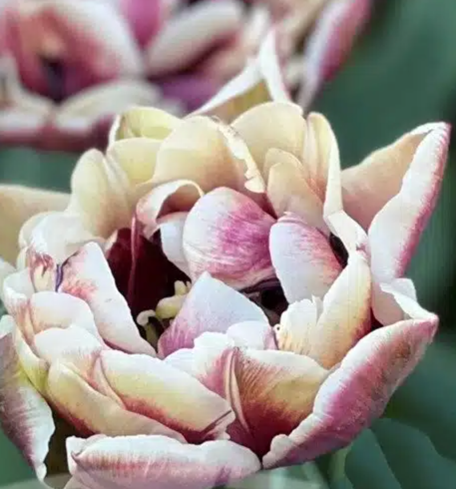 Wyndham Tulip Bulbs – Double Late Tulip