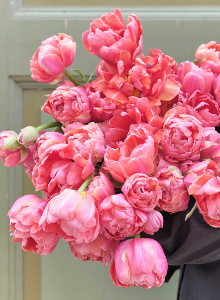 Etched Salmon Tulip Bulbs – Double Early Tulip