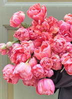 Etched Salmon Tulip Bulbs – Double Early Tulip