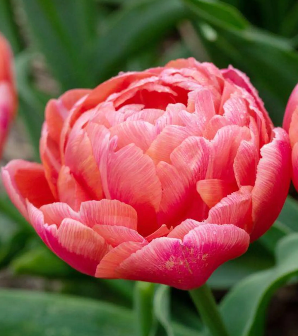 Etched Salmon Tulip Bulbs – Double Early Tulip