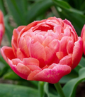 Etched Salmon Tulip Bulbs – Double Early Tulip