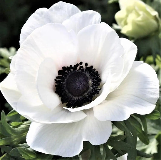 Anemone, Mistral PLUS ‘Panda’ (Size 5/7), Italian Grown Corms (Copy)